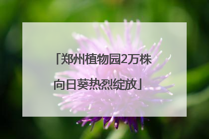 郑州植物园2万株向日葵热烈绽放