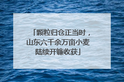 颗粒归仓正当时，山东六千余万亩小麦陆续开镰收获
