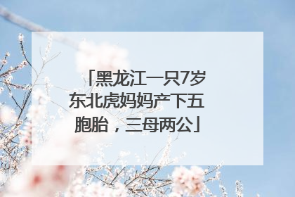 黑龙江一只7岁东北虎妈妈产下五胞胎，三母两公
