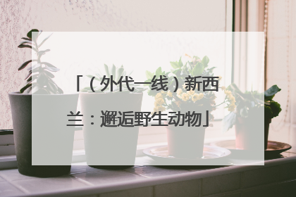 （外代一线）新西兰：邂逅野生动物
